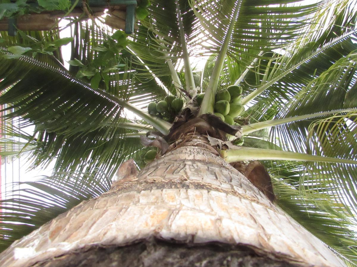 Blue Coconut Cancun Hotel ภายนอก รูปภาพ