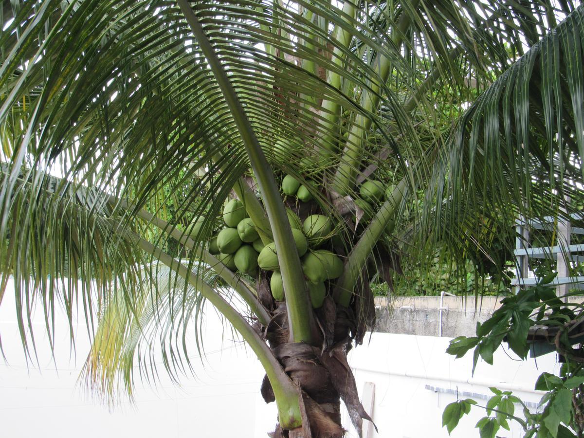 Blue Coconut Cancun Hotel ภายนอก รูปภาพ